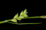 Slender looseflower sedge